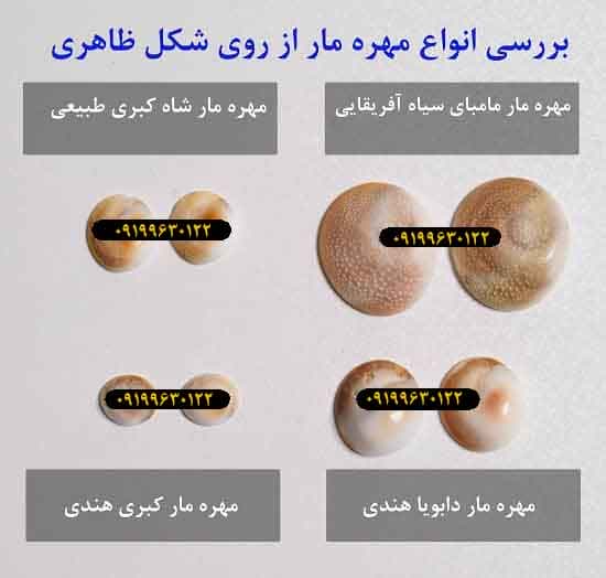 بررسی-انواع-مهره-مار