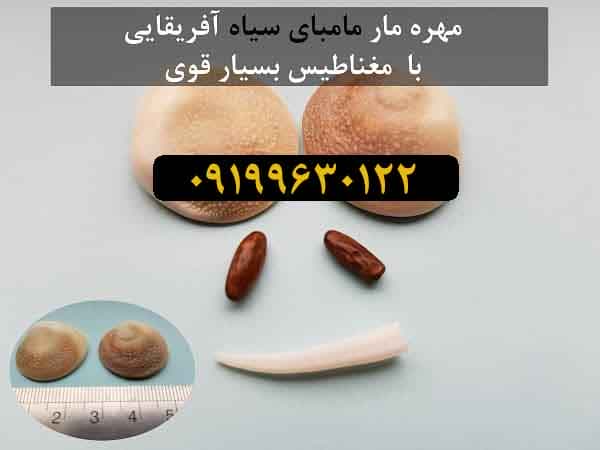 مهره-مار-مامبای-سیاه