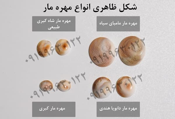 مهره مار های انواع نژاد مارها