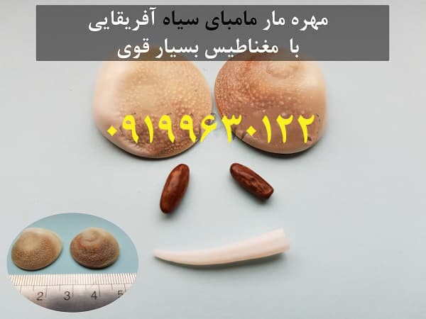 مهره-مار-مامبای-سیاه-1