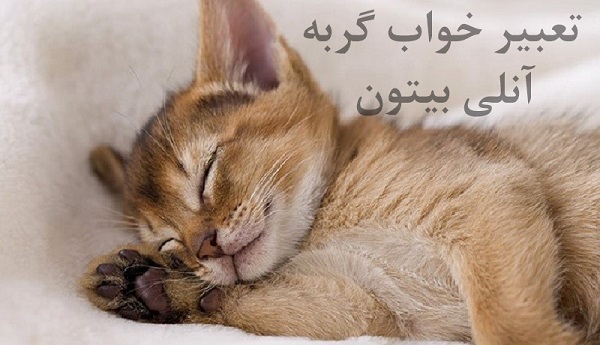 تعبیر خواب گربه آنلی بیتون