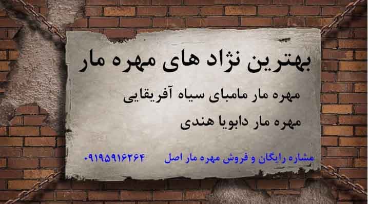 بهترین نژادهای مهره مار اصل