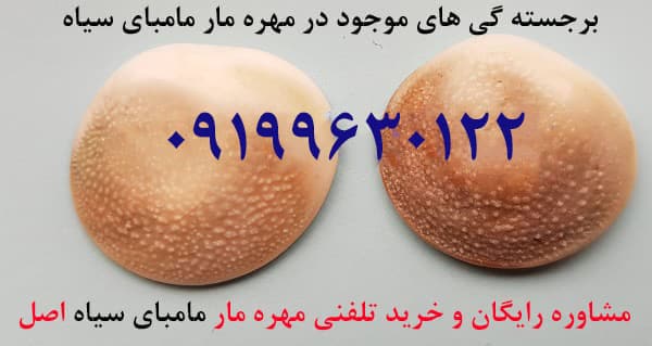 خصوصیات-مهره-مار-مامبای-سیاه