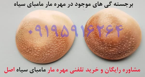 خصوصیات مهره مار مامبای سیاه