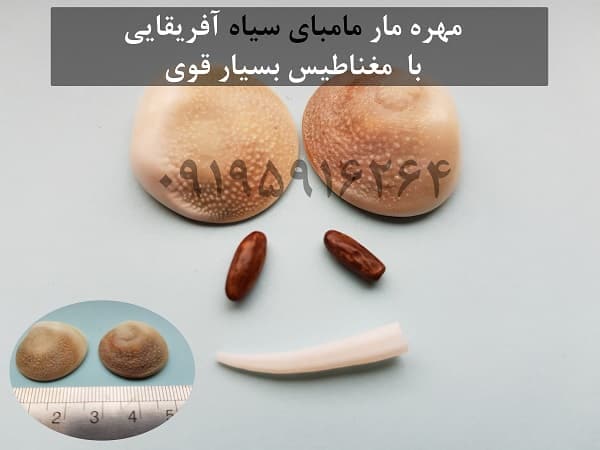 عکس مهره مار مامبای سیاه