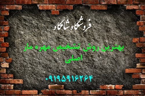روش تشخیص مهره مار اصلی