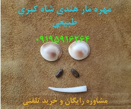 مهره مار شاه کبری هندی