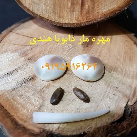 مهره مار هندی دابویا