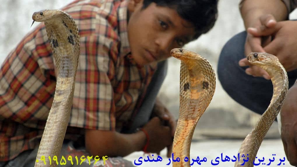 انواع نژاد مهره مار