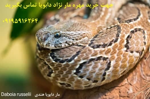 Daboia russelii