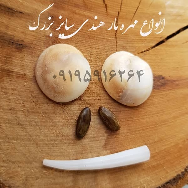 انواع مختلف مهره مار هندی