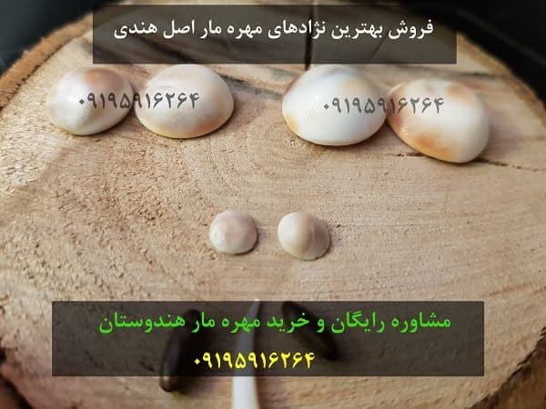 انواع مهره مار با عکس