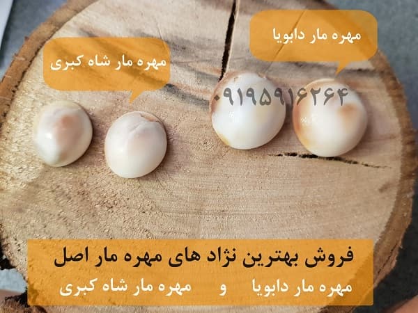 شکل مهره مار واقعی
