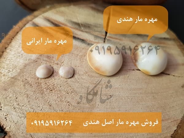 عکس مهره مار ایرانی